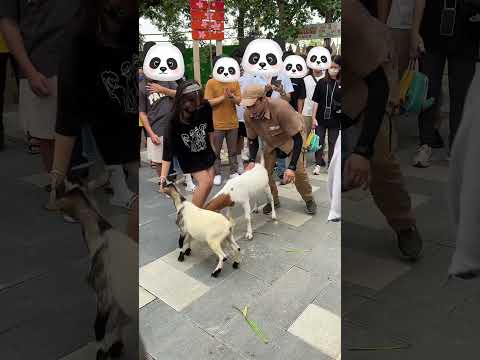 咩咩上樹 搶飼料沒禮貌