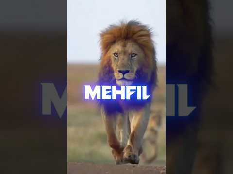 Lion Attitude shayari status Shayari status Attitude shayari #youtubeshorts#viral#shayari#shorts