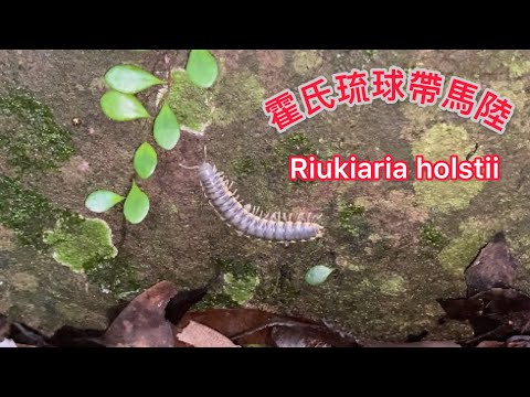 霍氏琉球帶馬陸 珍貴稀有 黃色側背板 千足蟲 Riukiaria holstii | アマビコヤスデ  | Millipede