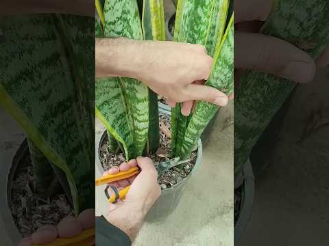 propagate snakeplant without water.