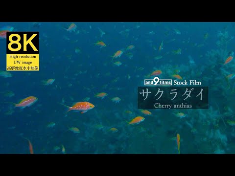 【8K 水中映像】サクラダイ/ Cherry anthias / Sacura margaritacea