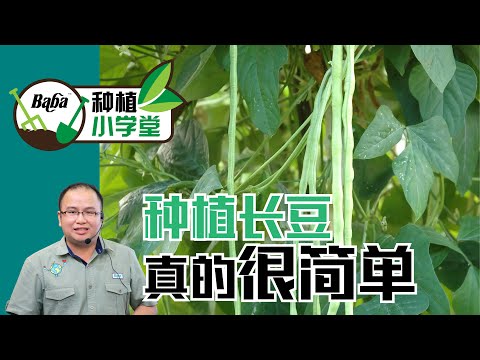 【Baba种植小学堂】小空间 ’怎样种植长豆角/豇豆' ？花盆种植长豆角/豇豆占地小且无需搭架，真的方便！| 长豆角种植方法