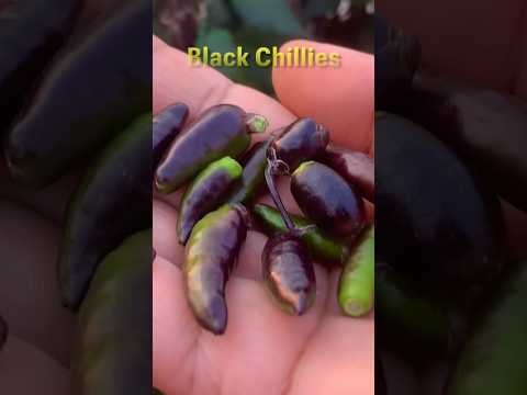 Organic Gardening / Harvesting Organic Black Chillies From My Terrace #youtubeshorts #terracegarden