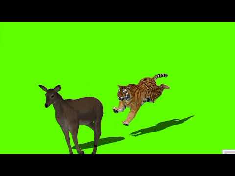 tiger foreign blue background YouTube video blue background