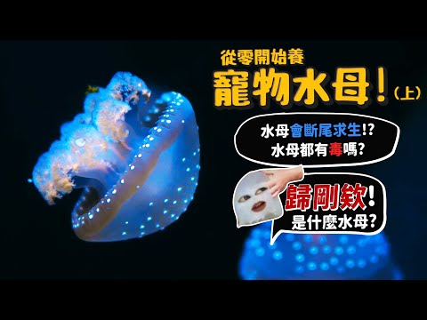 【從零開始養】寵物水母(上)水母會斷尾求生?水母都有毒嗎?"歸剛欸"是什麼水母?為什麼會斷掉?【許伯簡芝】jellyfish