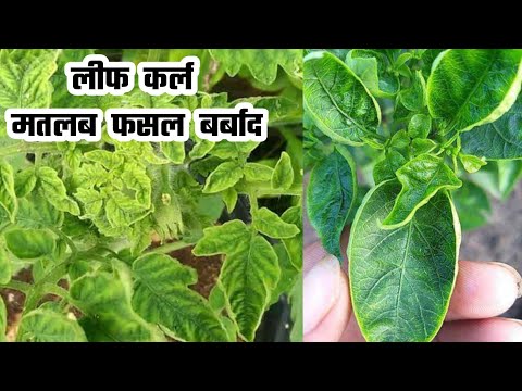 Chilli/Tomato Leaf Curl Disease Management || Tamatar/Mirch Kurka/Patta Marod Rog Ka Prabandhan