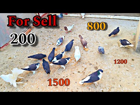 Sell Fancy Pigeon Low Price In Darbhanga 🤯 // Sasta Fancy Kabootar WhatsApp no 8797236848