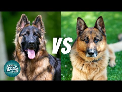 King Shepherd vs. German Shepherd: Which Is Right for You?