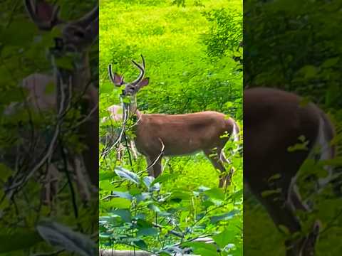 A stag and his buddies feed by the lake | Horizons_視野 | buck | deer | wildlife | white-tailed deer