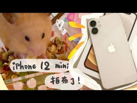 拍可愛的布丁/買了新手機iPhone 12 mini 來錄影❤️🥰