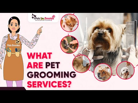 Grooming Services That Will Make Your Pet Shine | Pet Care Expert