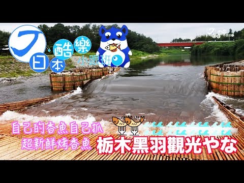 【日本酷樂小跟班】自己的香魚自己抓！神好吃的香魚料理在栃木黑羽觀光やな