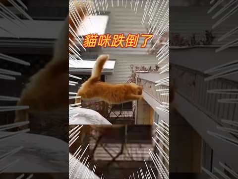 貓咪跌倒了#cat#貓  #貓咪 #可愛 #短片 #貓主子 #貓奴 #萌系 #萌寵 #療癒 #可愛動物 #治癒小貓 #lovely #kitten