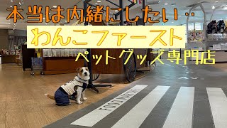 こんなペットグッズ専門店みたことがない！わんこの目線にたった素敵な場所