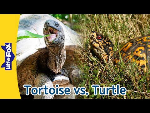 Meet the Galapagos Tortoise & Eastern Box Turtle! Reptile Fun! | Little Fox