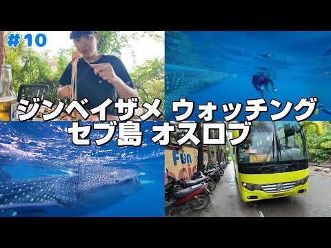 【フィリピン旅#10】セブ島のジンベイザメ ウォッチングに個人手配で行ってみた。オスロブ  旅記録