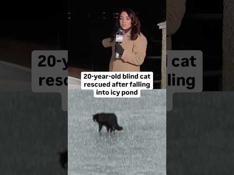 20-year-old blind cat rescued after falling into icy pond