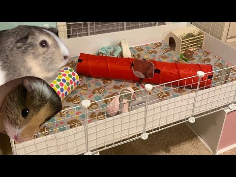 GUINEA PIG CAGE AND SUPPLIES TOUR