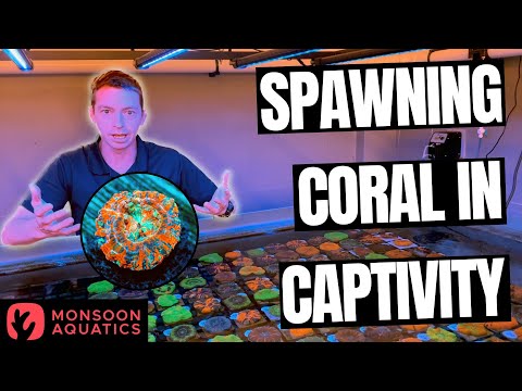 The Coral Spawning Program at Monsoon Aquatics