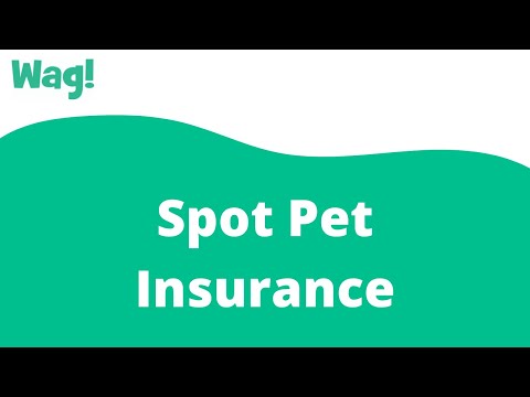 Spot Pet Insurance | Wag!