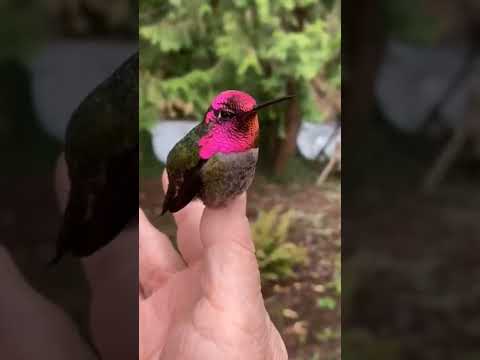 Colour Changing Humming Bird 🐦#shorts #colourchanging #viral