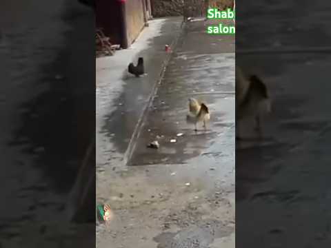 #How did the# chicken save its chick?,,#viral video#kashmirisong