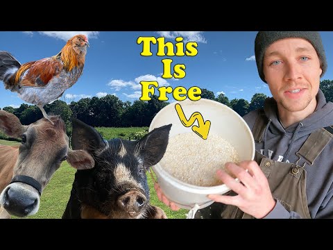 STOP Wasting Your Money! Feed Your Animals For FREE!