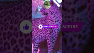 Leopard moments #animals #wildlife #viral #wildlifemoments #shorts