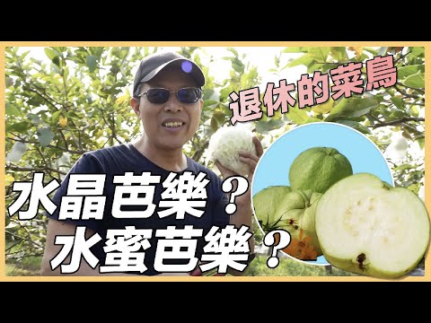 【嘉義水上】退休業務主管 種出健康香甜的水蜜芭樂 ｜有機無毒｜416｜#美麗心台灣