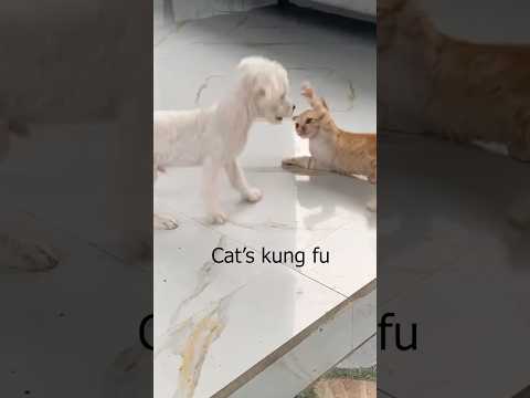 Cat kung fu playing dog