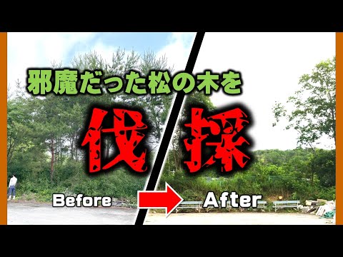 【草刈り・伐採】チェンソーで邪魔になった松の木を伐採しまくる。