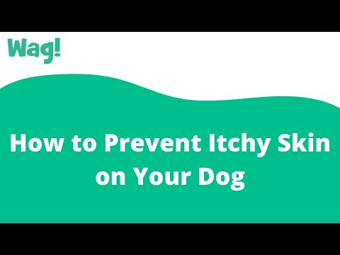 How to Prevent Itchy Skin on Your Dog | Wag!