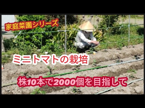 【ミニトマト】今年も2000個を目指して【家庭菜園シリーズ】