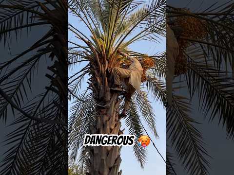 Dates tree 🌴 Dangerous process 😳NAQVI VLOGS