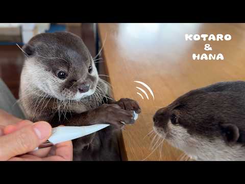 Two Otters vs Electric Tongue Brush: Who Will Figure It Out?!