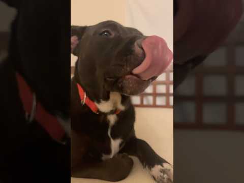 What The Dog Doing #shortvideo #youtubeshorts #fyp #viral #shorts #funny #dog #dogs #funny #fail