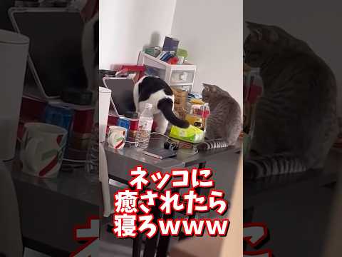 ネッコの動画で癒されたら寝ろｗｗｗ　#2ch #2chまとめ 動物スレ #2ch面白いスレ #動物 #犬 #猫 #癒やし #ねこ動画