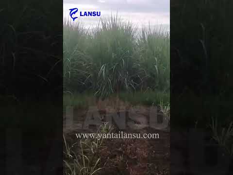 Sugar cane field spray