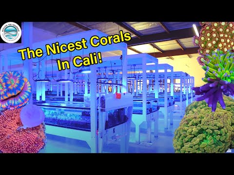 This Coral Wholesaler Is Insane!