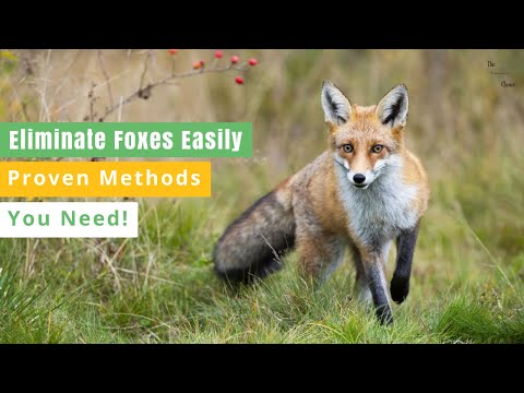 How To Get Rid of Foxes? : Removing Foxes Safely & Effortlessly!