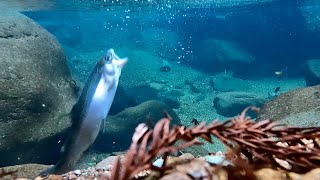 超綺麗な川の魚釣って食べた【おろキャン△】