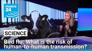 Bird flu in the US: What is the risk of human-to-human transmission? • FRANCE 24 English