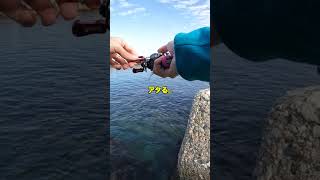 イカの切り身で根魚と戯れてきました【穴釣り】#Shorts #穴釣り #fishing #釣り初心者向け動画#海釣り