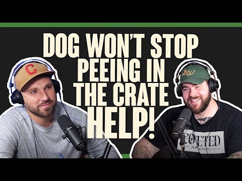 DTDT 184 - Dog Won't Stop PEEING IN THE CRATE?! HELP!