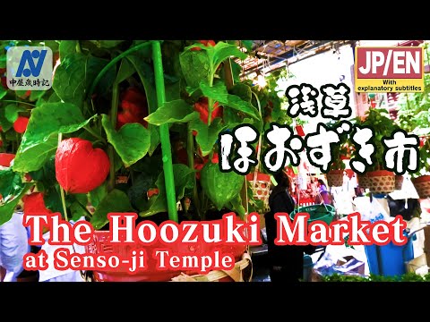 【Asakusa】The Hoozuki Market （ほおずき市）at senso-ji Temple 【10th.July.2024】