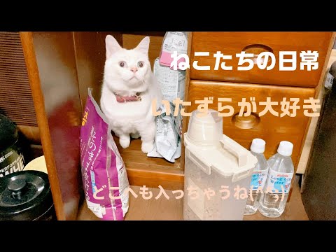 ねこたちの日常　いたずら大好き(^^;)