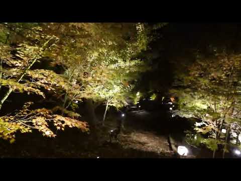 【4K】萩山公園ライトアップ～きらめく紅葉につつまれて2024～