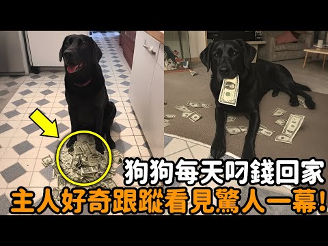 The dog goes home with money in his mouth every day. The owner is curious and secretly follows him.