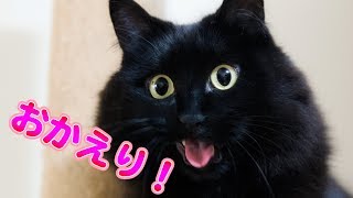 【しゃべる猫】しおちゃんの一生懸命なおしゃべりが可愛すぎ！【おしゃべり特集】