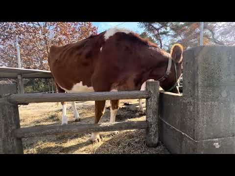 お水を飲みに来たペコちゃん🐂　ガンジー　埼玉県こども動物自然公園 にて　2024年12月21日